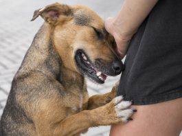 adorable-dog-shelter-showing-affection