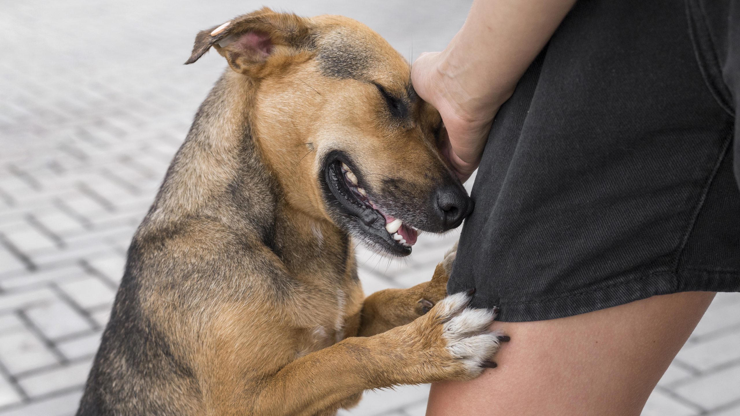 adorable-dog-shelter-showing-affection